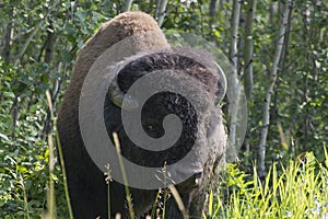 Majestic Male Bison in Elk National Park , Canada , Alberta