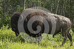 Majestic Male Bison in Elk National Park , Canada , Alberta