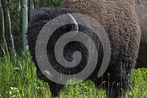 Majestic Male Bison in Elk National Park , Canada , Alberta