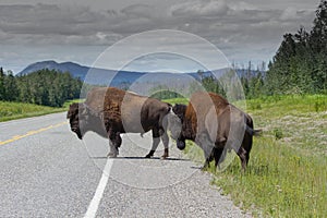 Majestic Male Bison in Elk National Park , Canada , Alberta