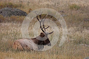 Majestic male elk is laying in a lush grassy valley