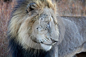 Majestic male lion