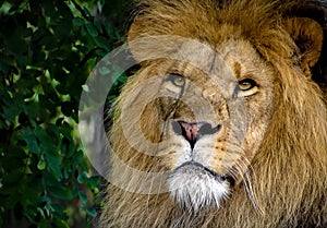 Majestic Male Lion Face Closeup