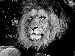 Majestic Male Lion Face Closeup, in Black and White