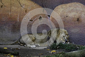 Majestic Male Lion resting in the shade