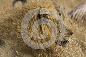 Majestic Male Lion watching with alert intention