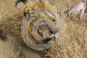 Majestic Male Lion watching with alert intention