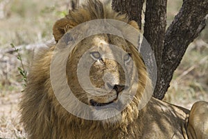 Majestic Male Lion watching with alert intention