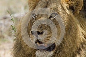 Majestic Male Lion watching with alert intention