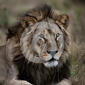 Majestic male lions gaze captivates in African wilderness photo