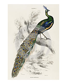 Majestic male peafowl vintage illustration wall art print and poster design remix from original artwork