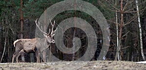 Majestic male red deer stag in forest. Animal in nature habitat