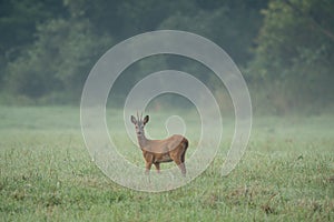 Majestic male Roe Deer (Capreolus capreolus) buck with large antlers approaching on green meadow in summer