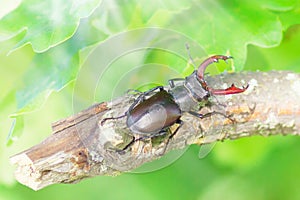 Majestic male stag beetle, Lucanus Cervus on the tree green tree leafs background at sunny day