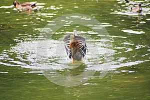 Majestic mallard wrapping its feathery cape around itself