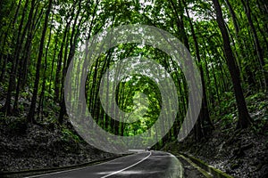 Majestic Man-made Forest along the road of Bohol Island in the Philippines.