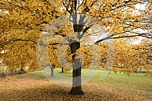 Majestic maple tree in autumn color