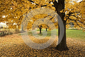 Majestic maple tree in autumn color