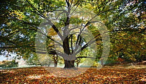 Majestic Maple Tree Trunk and Branches Virginia