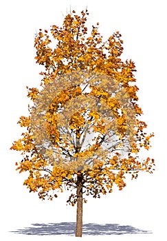 Majestic maple tree with yellow leaves isolated on white background