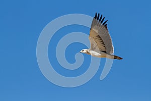 Majestic martial eagle flying holding