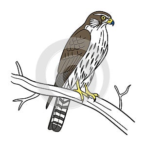 Majestic Merlin Bird Artwork