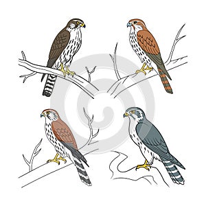 Majestic Merlin Bird Artwork