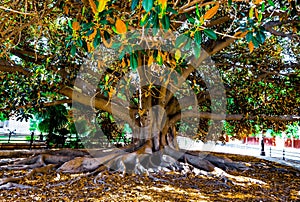 Majestic Moreton Bay fig tree with long, sprawling branches.