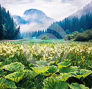 Majestic morning view of Lacu Rosu lake. Foggy summer scene of Harghita County, Romania, Europe. photo