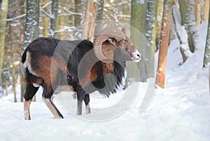 Majestic mouflon Ovis musimon male in winter
