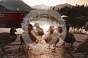 Majestátní horské jezero v národním parku Vysoké Tatry, Slovensko, Evropa. Západ slunce.