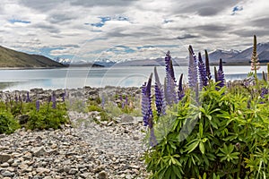 Majestic mountain with llupins blooming, Lake Tekapo, New Zealand