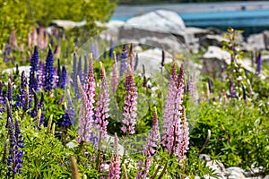 Majestic mountain with llupins blooming, Lake Tekapo, New Zealand