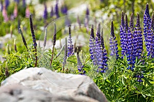 Majestic mountain with llupins blooming, Lake Tekapo, New Zealand