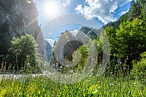 Majestic mountain scenery. sunny mountain road with green grass and blue flowers, glowing in sunlight. Romania- Carpathian Mountai