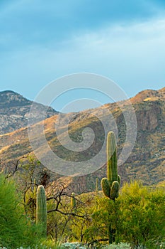 Majestic mountains in late afternoon or early morning sun with saguaro cactus and desert trees in tuscon arizona