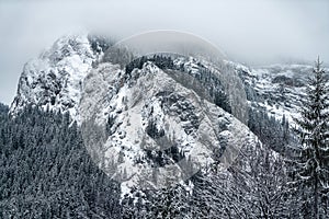 Majestic mountains in winter with white snowy spruces. Wonderful wintry landscape. Amazing view on snowcovered rock mountains.