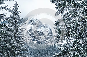 Majestic mountains in winter with white snowy spruces. Wonderful wintry landscape. Amazing view on snowcovered rock mountains.