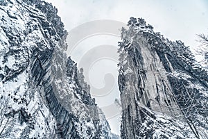 Majestic mountains in winter with white snowy spruces. Wonderful wintry landscape. Amazing view on snowcovered rock mountains.