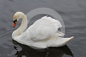 Majestic Mute Swan