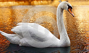 Majestic mute swan floating on the water surface