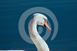 Majestic mute swan isolated on a blue backdrop.