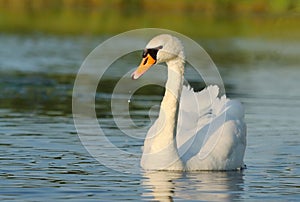 Majestic mute swan on the water