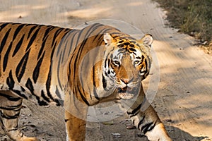 Majestic Neela Nala tiger in its natural habitat in the Kanha National Park in India