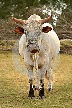 Majestic Nguni bull on a farm in South Africa