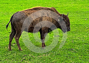 Majestic North American buffalo on a farm