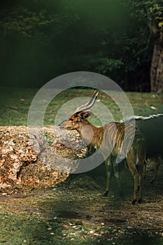 Majestic nyala stands in a grassy pasture, its impressive horns glinting in the light of the sun
