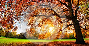 Majestuosamente Roble un árbol sobre el otono atardecer 