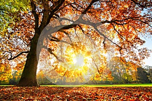 Majestuosamente Roble un árbol sobre el otono atardecer 