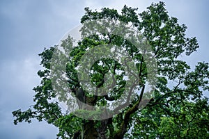 Majestic oak tree over 700 years old against a rainy sky